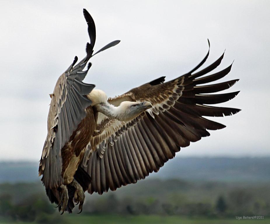 Observatorio De Aves Mas De Bunyol Valderrobres Eksteriør billede